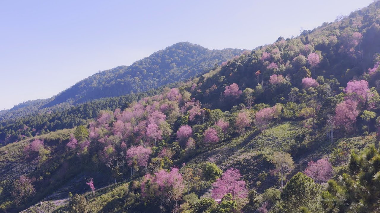 Mùa hoa Mai Anh Đào nở, hồng rực núi đồi Đà Lạt